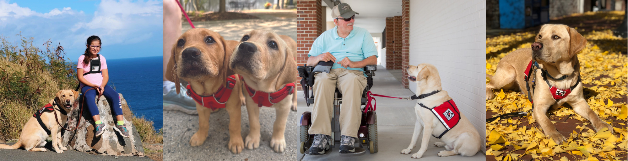 Service Dogs of Virginia